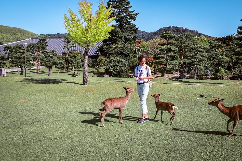 Girl feeding the deer at Nara Park, Japan