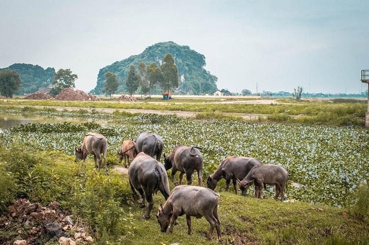 Buffaloes eating in Ninh Binh Vietnam