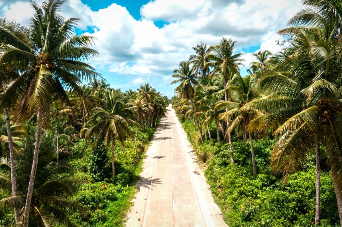 Palm tree Road Siargao, Coconut Tree Road Siargao