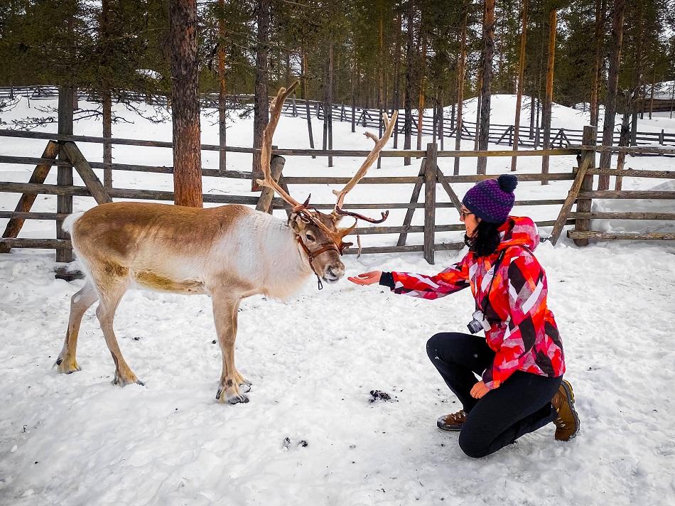 girl near a white and brown reindeer in snow in Lapland