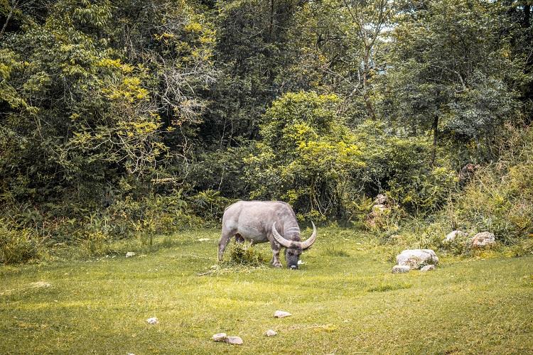 buffalo in Sapa, Vietnam