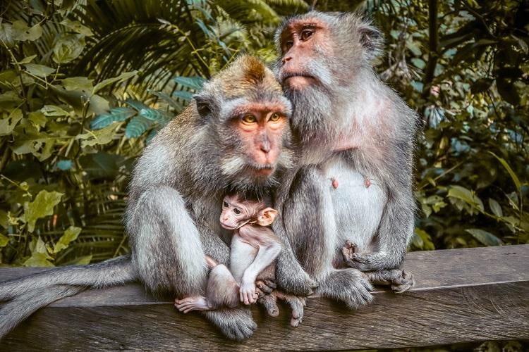 family of Macaca Fascicularis monkeys at Sacred Monkey Forest Sanctuary Ubud