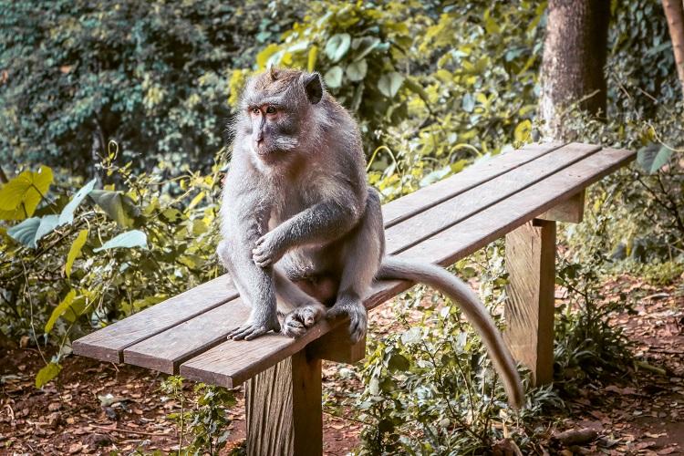 Ubud Monkey Forest Sanctuary Macaca Fasciularis