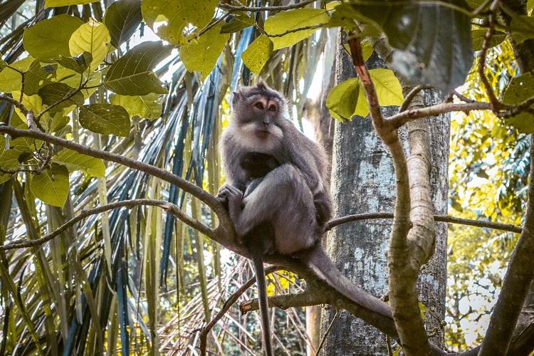 Macaca Fasciluaris monkey in a tree at Sacred Monkey Forest Sanctuary Ubud, Bali