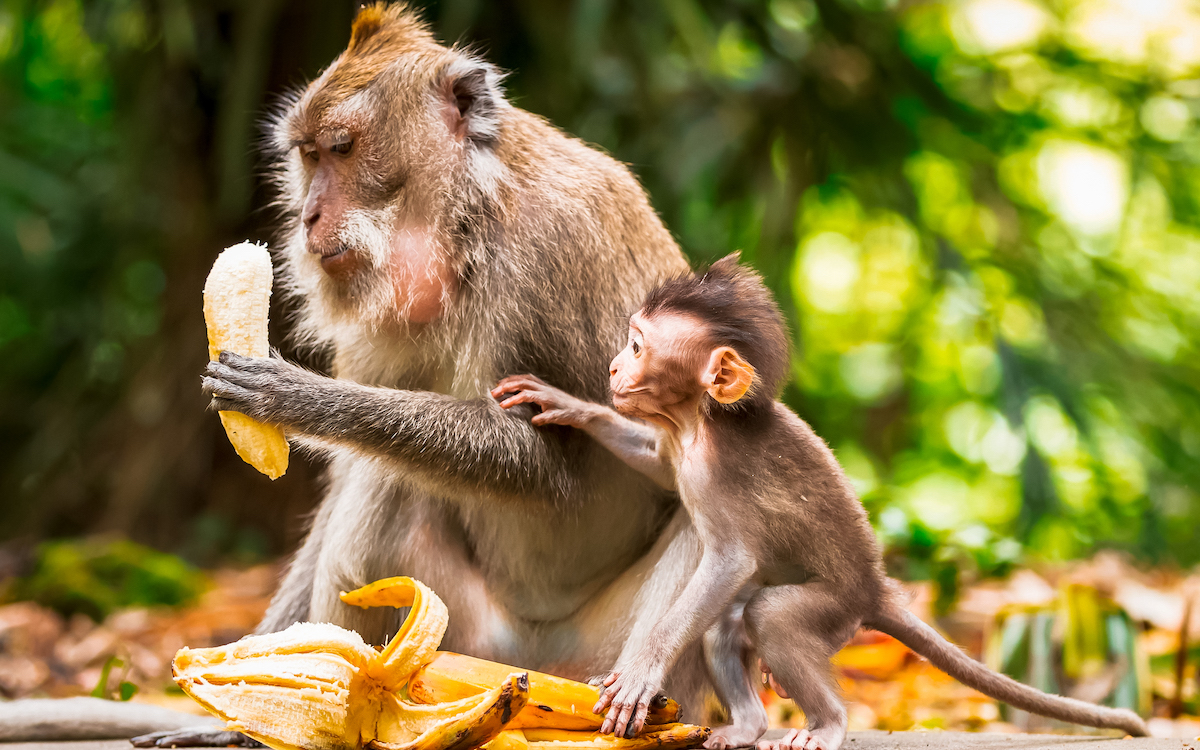 secret places in bali, hidden places in bali, bali hidden gems, hidden gems in bali