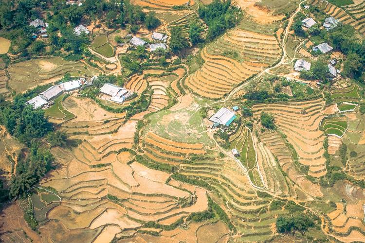 Harvested rice fields in Sapa from above