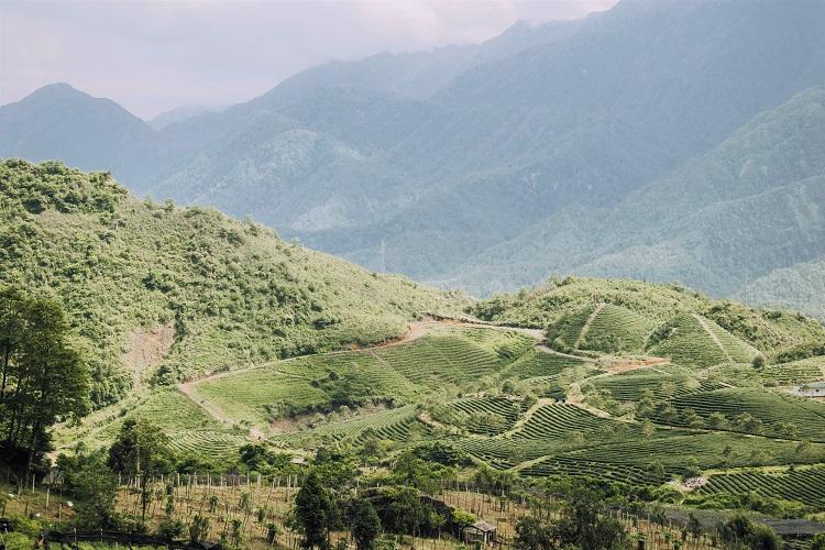Sapa tea and rice plantations