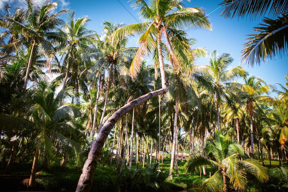 Siargao Bent Palm Tree near Maasin Bridge