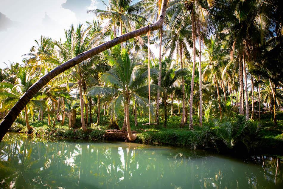 Siargao Bent Palm Tree near Maasin Bridge