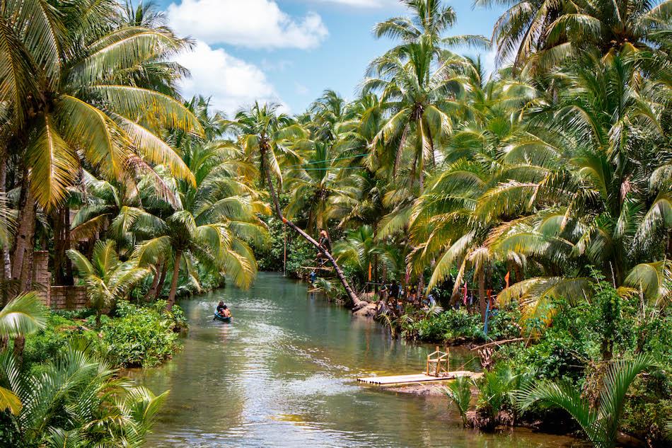 Siargao Bent Palm Tree near Maasin Bridge