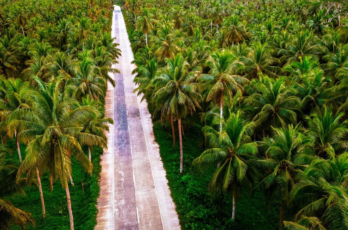 Palm tree road Siargao, Cocount Tree Road Siargao