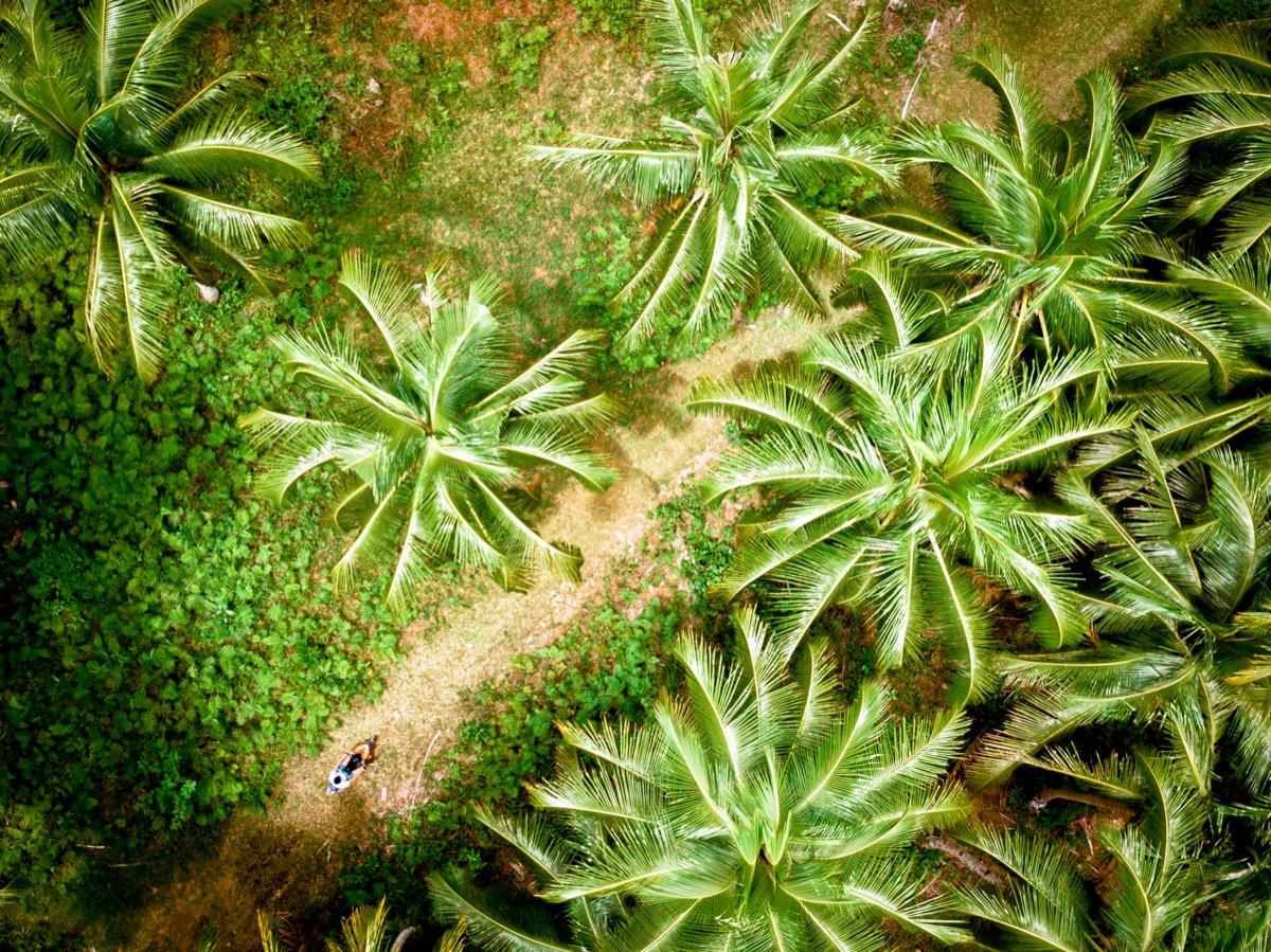Siargao Palm Tree Lookout, Siargao Coconut Tree viewpoint, palm trees Siargao, Siargao coconut tree Lookout