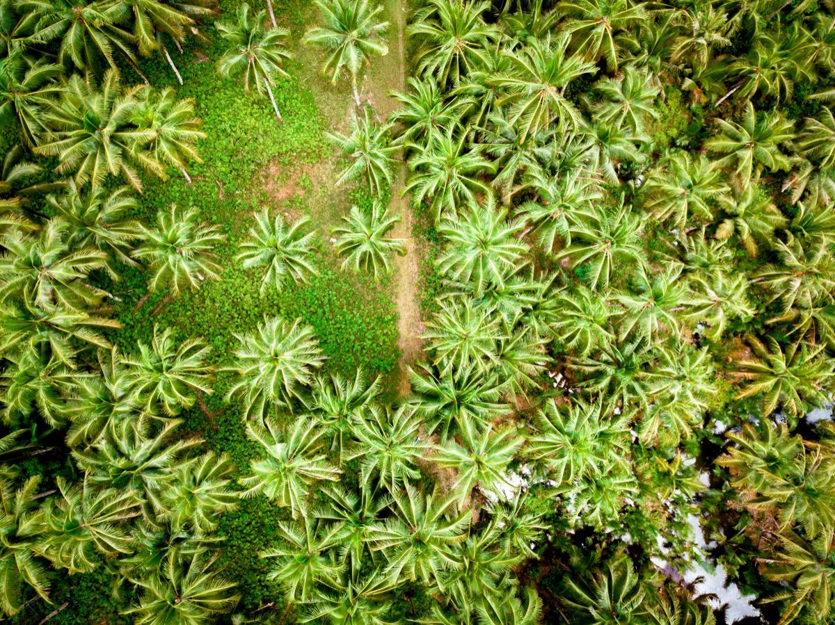 Siargao Palm Tree Lookout, Siargao Coconut Tree viewpoint, palm trees Siargao, Siargao coconut tree Lookout