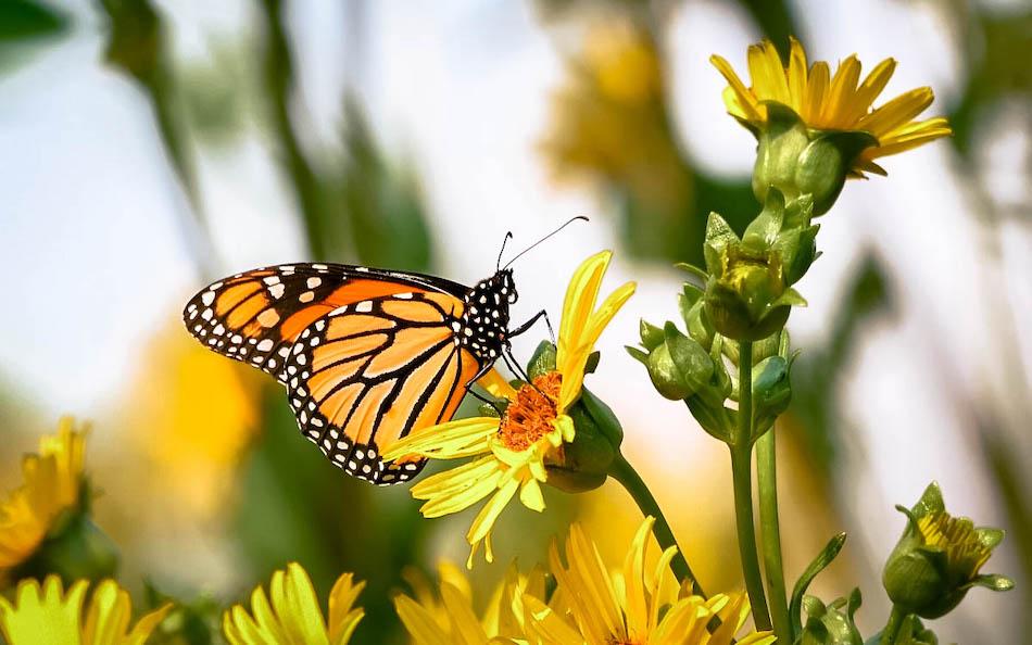 Siquijor Butterfly Farm