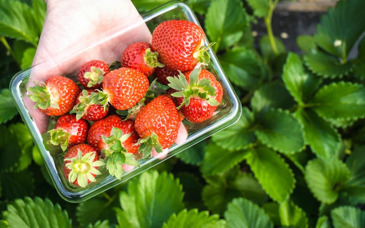 Strawberry picking - things to do in South Korea in winter, South Korea winter activities, visiting South Korea in winter