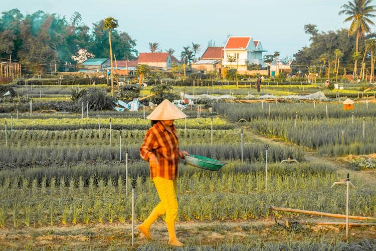 Hoi An day trip to Tra Que vegetable village