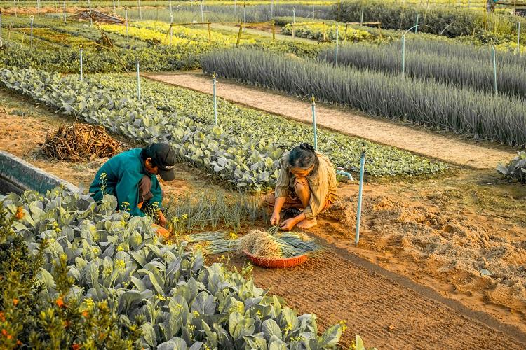 Tra Que vegetable village