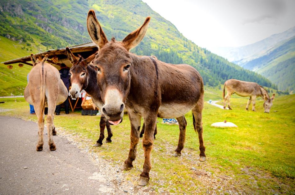 Transfagarasan Highway Romania donkeys