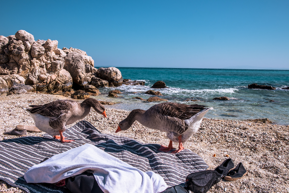 geese at Southern Xigia Sulphur Beach Zakynthos